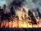 Пожар в лесах в Джавахке тушили при помощи авиации